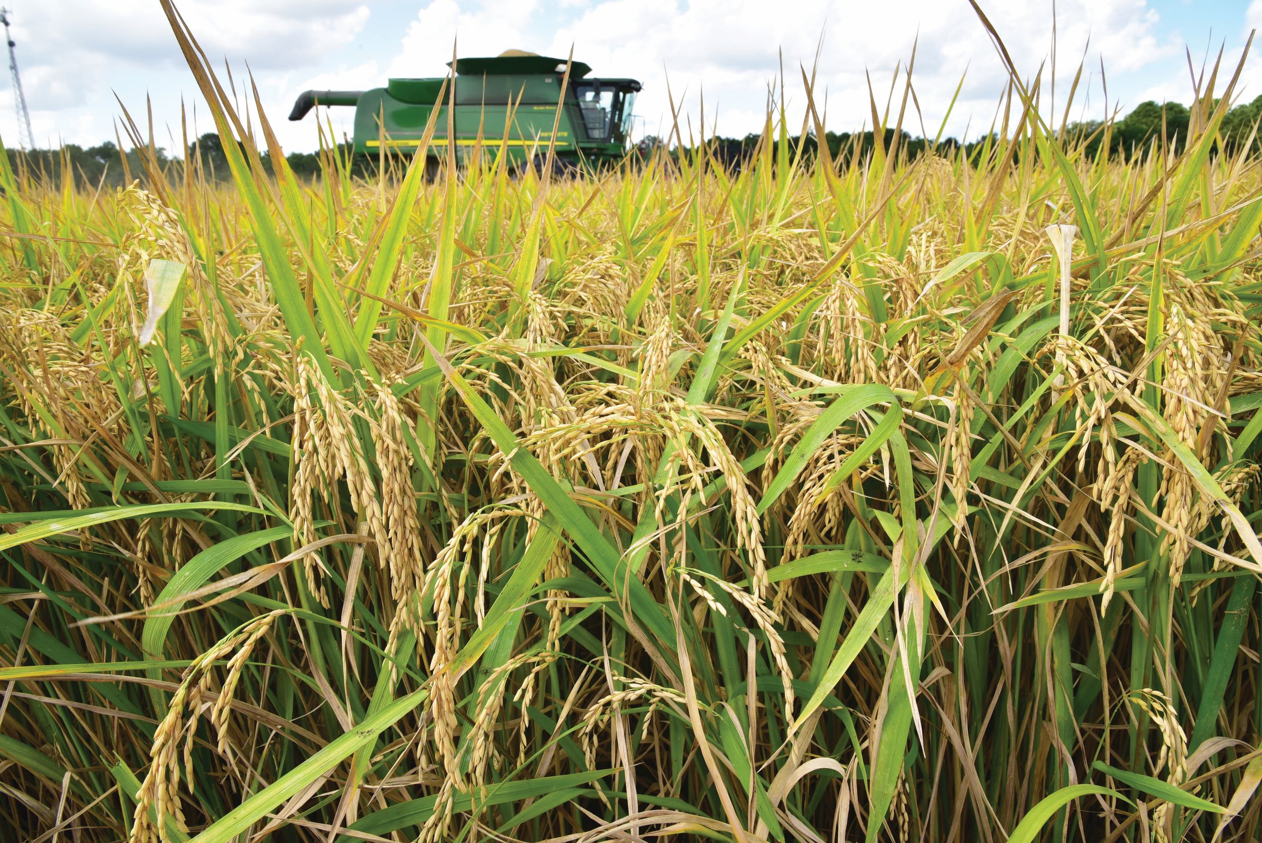 combine harvests rice