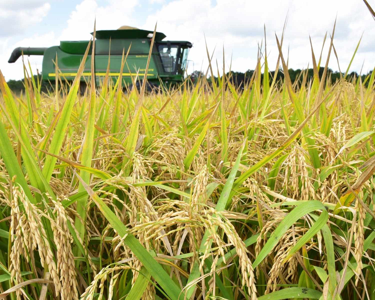 Combine harvesting wheat