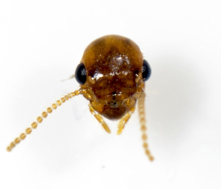 Female alate termite head