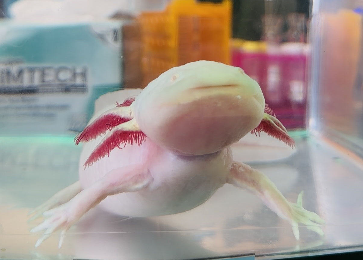 Axolotl