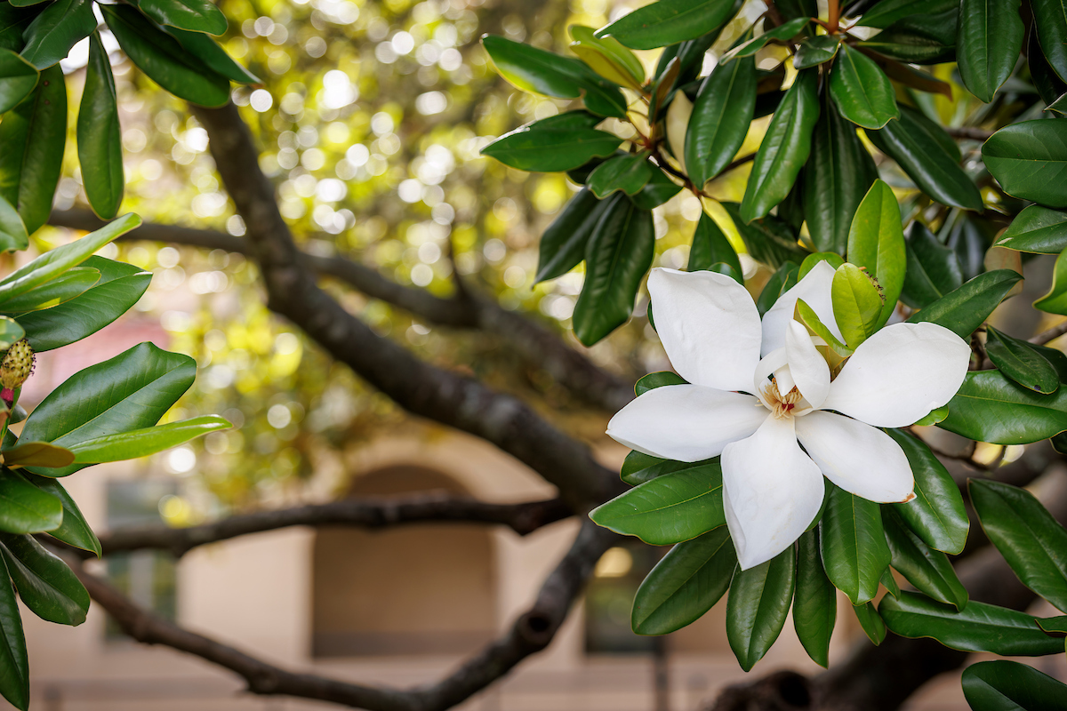 Magnolia flower on LSU campus