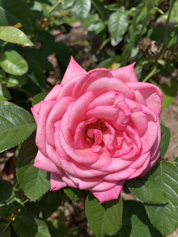 pink rose