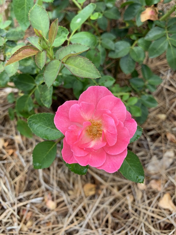 pink rose