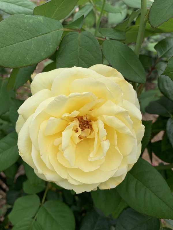 yellow rose