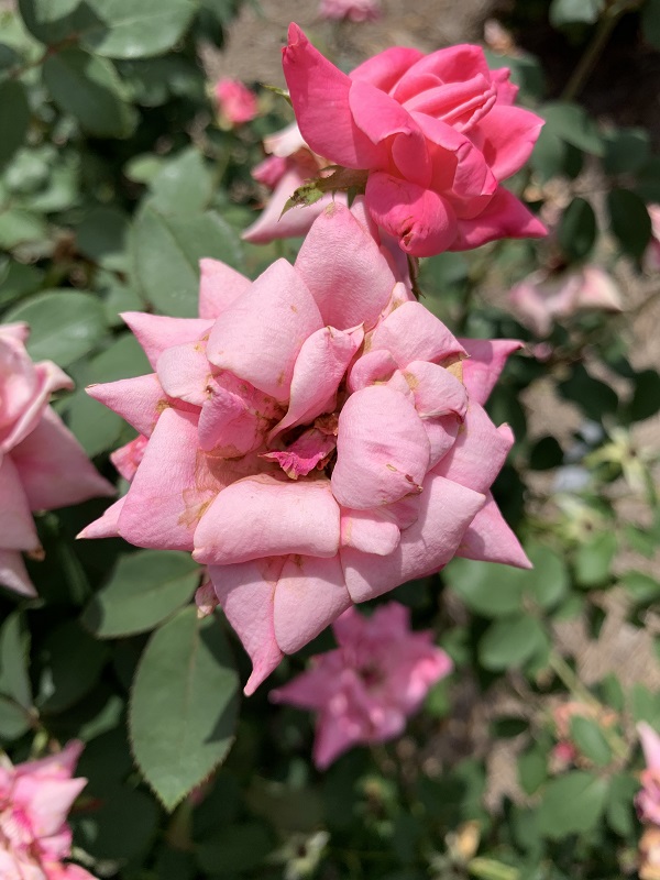 pink rose