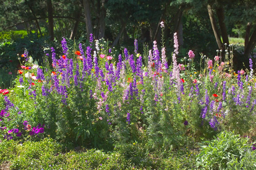 purple flowers