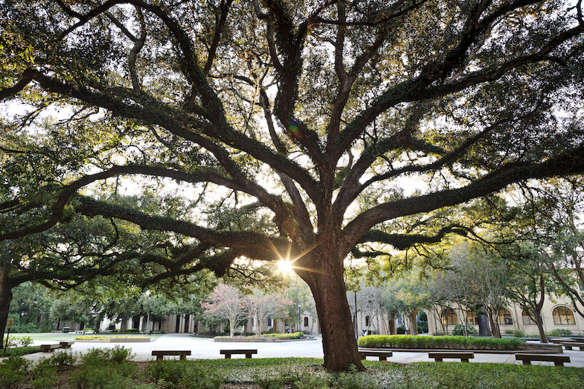 tree in quad