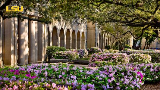 Azaleas