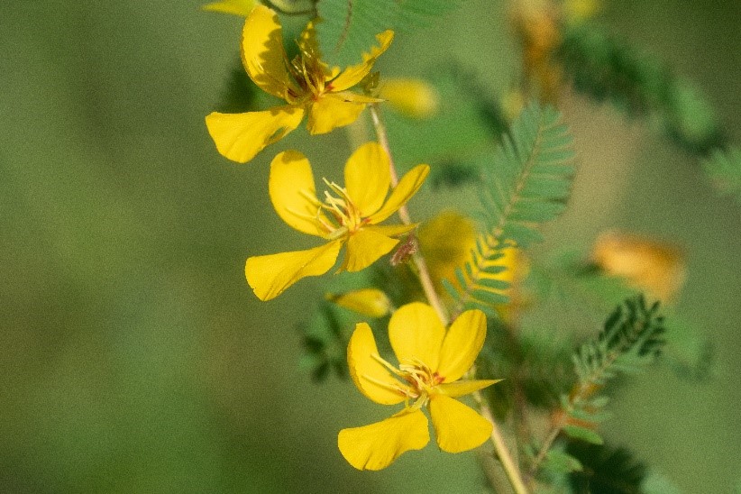 Partridge Pea, Chamaerista fasciculate