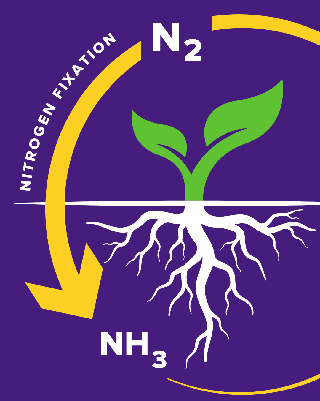Nitrogen fixation illustration