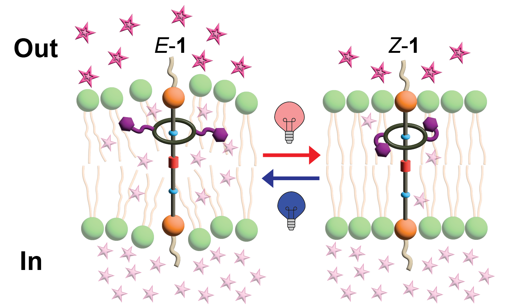 photoswitchable rotaxane