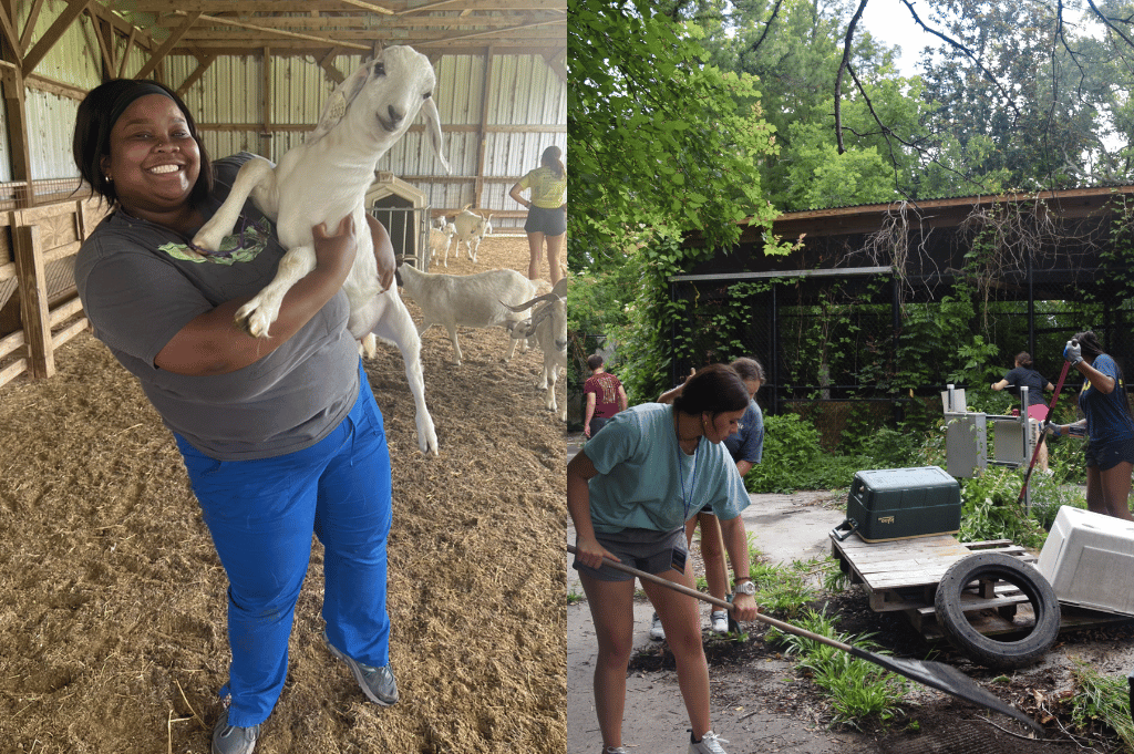 student with goat and at zoo clean up