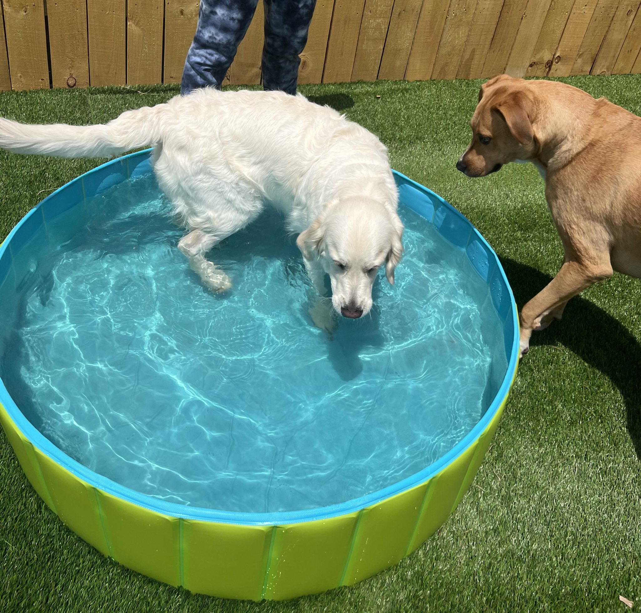 dog daycare outdoor area