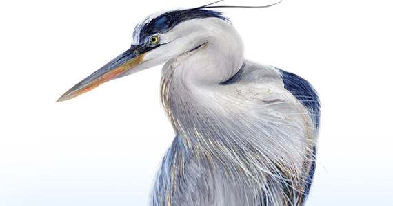 Gentle Keeper, painting of a tall bird with blue, white, and gold feathers