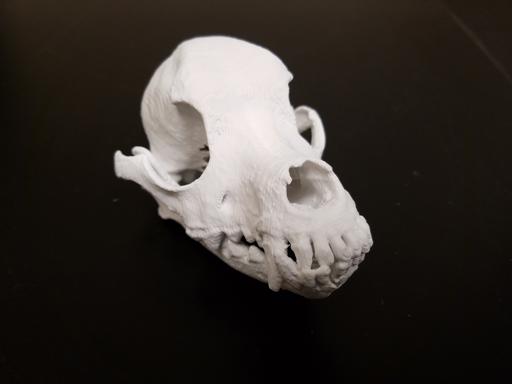 3D-printed skull